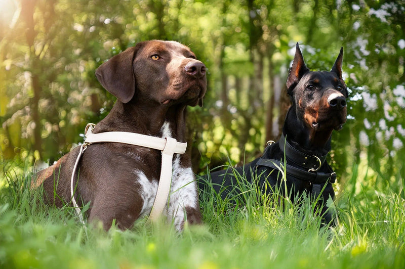 VEGARI Vegan Leather Anatomical Correct Dog Harness - BLACK PARADISE| Handmade from Piñatex