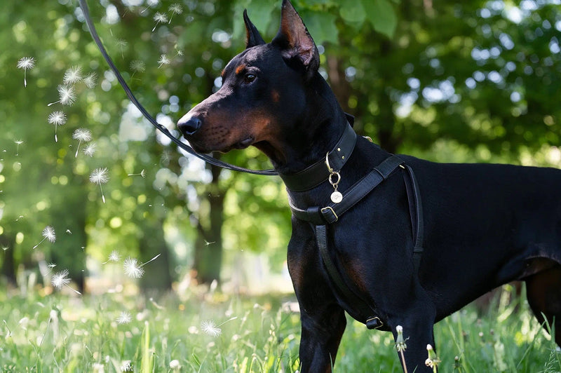 VEGARI Vegan Leather Anatomical Correct Dog Harness - BLACK PARADISE| Handmade from Piñatex