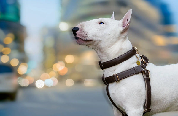 VEGARI Vegan Leather Anatomical Correct Dog Harness - BROWN LOVE| Handmade from Piñatex