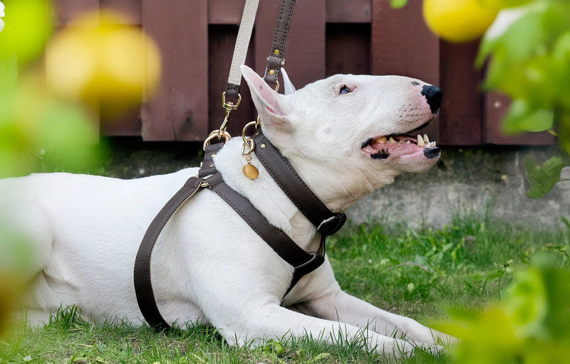 VEGARI Vegan Leather Anatomical Correct Dog Harness - BROWN LOVE| Handmade from Piñatex