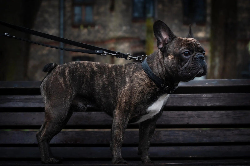 VEGARI Vegan Leather Dog Collar -BLACK-| Made from Pineapple Leather Piñatex