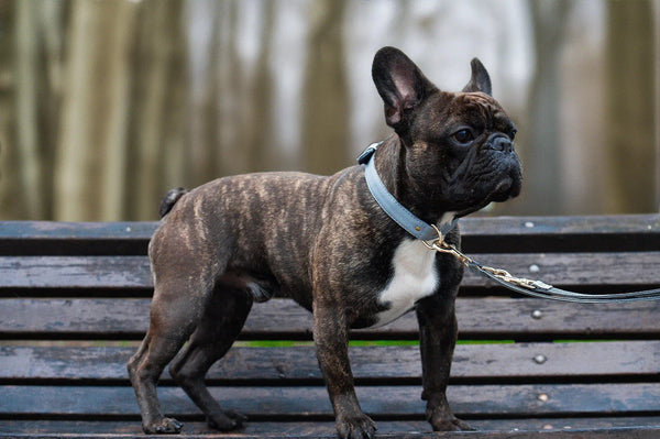 VEGARI Vegan Leather Dog Collar -GREY-| Made from Pineapple Leather Piñatex