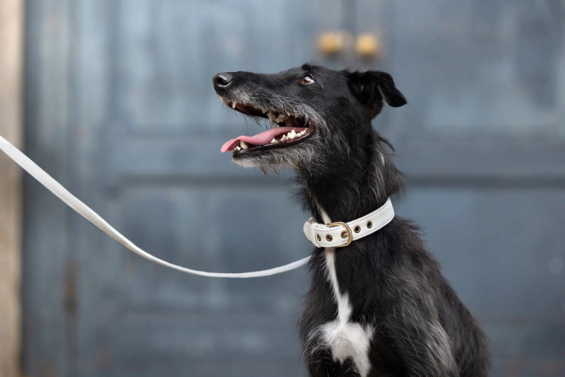 VEGARI Vegan Leather Dog Collar -WHITE-| Made from Pineapple Leather Piñatex